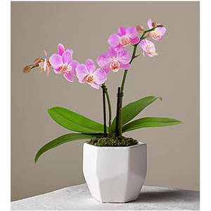 粉色兰花盆栽 送花到台湾,送花到上海,全球送花,国际送花