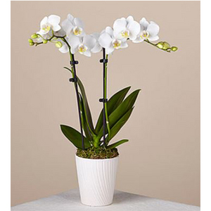 白色兰花盆栽 送花到台湾,送花到上海,全球送花,国际送花