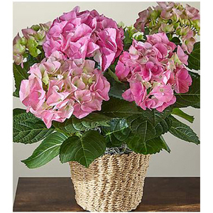 粉红绣球盆栽 送花到台湾,送花到上海,全球送花,国际送花