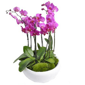 七株紫红色兰花(小) 送花到台湾,送花到上海,全球送花,国际送花
