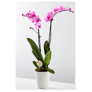 Pink orchid potted plant 送花到台灣,送花到大陸,全球送花,國際送花