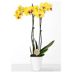 Two-stemmed yellow orchid potted plant 送花到台灣,送花到大陸,全球送花,國際送花