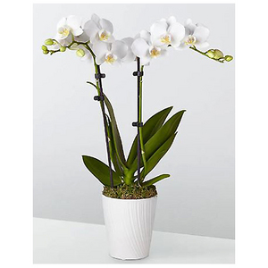 Two-stemmed white orchid potted plant 送花到台灣,送花到大陸,全球送花,國際送花