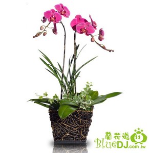 2株蝴蝶蘭 送花到台灣,送花到大陸,全球送花,國際送花