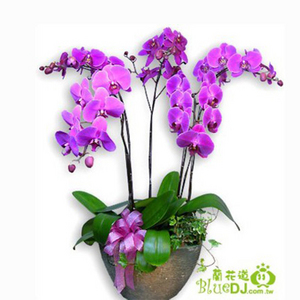 6株蝴蝶蘭 送花到台灣,送花到大陸,全球送花,國際送花