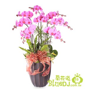 8株紫色蝴蝶蘭 送花到台灣,送花到大陸,全球送花,國際送花