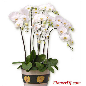 安慰-6株蝴蝶蘭 送花到台灣,送花到大陸,全球送花,國際送花