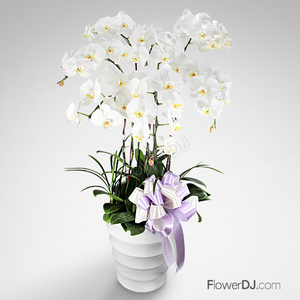 平靜-7株白蝴蝶蘭 送花到台灣,送花到大陸,全球送花,國際送花