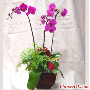 3株蝴蝶蘭 送花到台灣,送花到大陸,全球送花,國際送花