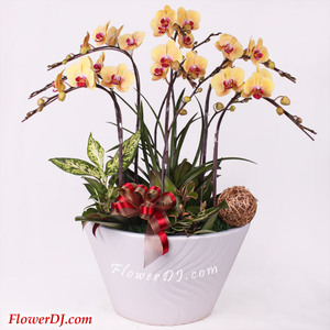 yellow orchid 送花到台灣,送花到大陸,全球送花,國際送花