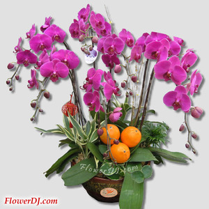 新春纳吉蝴蝶兰 送花到台湾,送花到上海,全球送花,国际送花