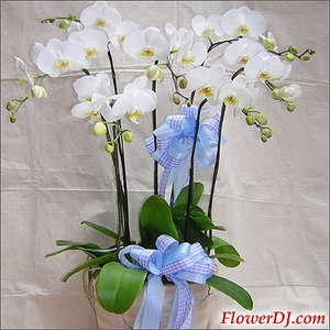 Elegant white orchids 送花到台灣,送花到大陸,全球送花,國際送花
