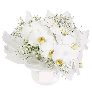 白色兰花盆栽 送花到台湾,送花到上海,全球送花,国际送花
