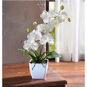 一枝独秀-白色蝴蝶兰 送花到台湾,送花到上海,全球送花,国际送花