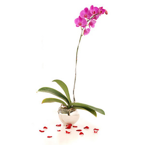 Purple Phalaenopsis Orchid In A Pot 送花到台灣,送花到大陸,全球送花,國際送花