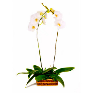 White Orchids 送花到台灣,送花到大陸,全球送花,國際送花