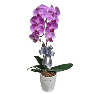 Purple Phalaenopsis Orchid 送花到台灣,送花到大陸,全球送花,國際送花