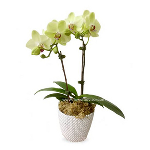 2 Stalks of Elegant White Orchids 送花到台灣,送花到大陸,全球送花,國際送花