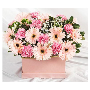 精致盆花-粉色非洲菊,康乃馨 送花到台湾,送花到上海,全球送花,国际送花