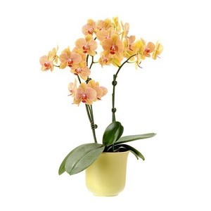 Yellow Orchid - Phalaenopsis 送花到台灣,送花到大陸,全球送花,國際送花
