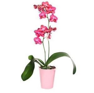 Pink Orchid - Phalaenopsis 送花到台灣,送花到大陸,全球送花,國際送花