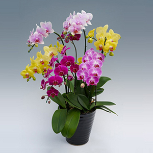 6梗混色兰花盆栽 送花到台湾,送花到上海,全球送花,国际送花