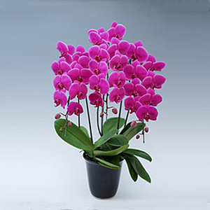 Congratulation on your promotion-Orchids 送花到台灣,送花到大陸,全球送花,國際送花