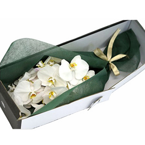 白色蝴蝶蘭花束 送花到台灣,送花到大陸,全球送花,國際送花