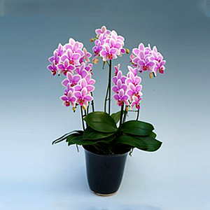 Delightful-6 stems Mini Phalaenopsis 送花到台灣,送花到大陸,全球送花,國際送花