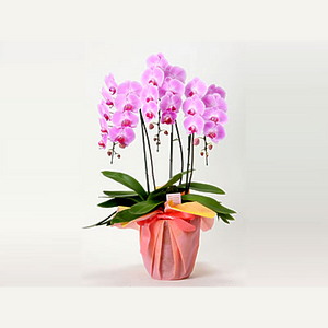 5梗粉色蝴蝶蘭 送花到台湾,送花到上海,全球送花,国际送花