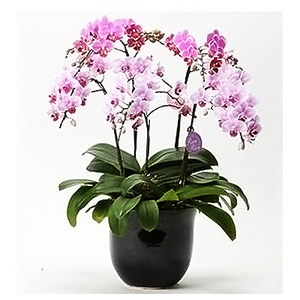 5梗迷你粉色蝴蝶兰 送花到台湾,送花到上海,全球送花,国际送花