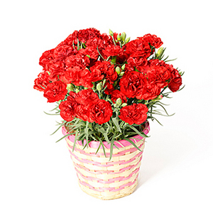 我爱妈咪火热的心(红色康乃馨盆栽) 送花到台湾,送花到上海,全球送花,国际送花