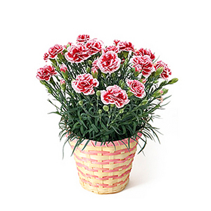 康乃馨盆裁 送花到台湾,送花到上海,全球送花,国际送花