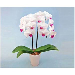 Two Stems Red Heart White Orchid Potted Plant 送花到台灣,送花到大陸,全球送花,國際送花