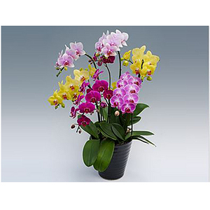 Five Stems Mixed Color Orchid Potted Plant 送花到台灣,送花到大陸,全球送花,國際送花