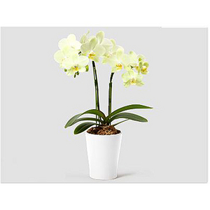 Light yellow two-stemmed orchid potted plant 送花到台灣,送花到大陸,全球送花,國際送花