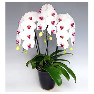 三梗白色兰花盆栽 送花到台湾,送花到上海,全球送花,国际送花