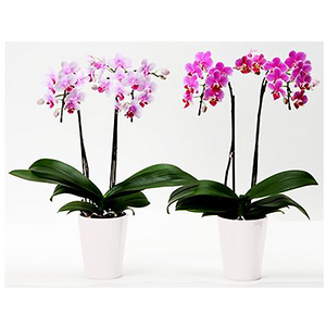 两株粉色兰花盆栽(粉色或暗粉色) 送花到台湾,送花到上海,全球送花,国际送花