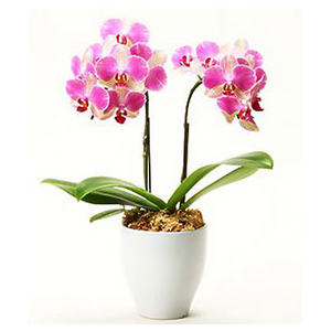 安苏拉·巴勒莫 - 蝴蝶兰 送花到台湾,送花到上海,全球送花,国际送花