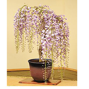 Wisteria bonsai "Shitari Fuji" 送花到台灣,送花到大陸,全球送花,國際送花