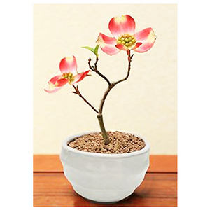 Japanese Planting - Dogwood Flower Bonsai "Hana Mizuki" 送花到台灣,送花到大陸,全球送花,國際送花