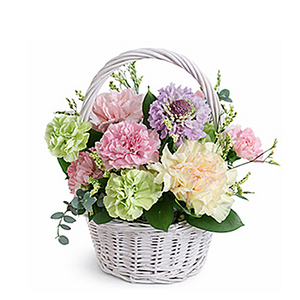 康乃馨盆花-母親節限定 送花到台湾,送花到上海,全球送花,国际送花