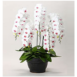 特级五梗蝴蝶兰盆栽 送花到台湾,送花到上海,全球送花,国际送花
