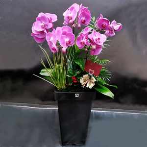 Moth Orchid Potted Arrangement 送花到台灣,送花到大陸,全球送花,國際送花