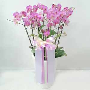 Moth Orchid Celebration Plant Arrangement 送花到台灣,送花到大陸,全球送花,國際送花
