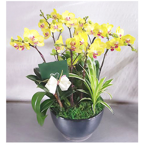 黃玉金鑽-蝴蝶蘭 送花到台灣,送花到大陸,全球送花,國際送花