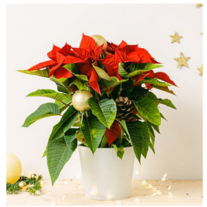 Merry Days 送花到台灣,送花到大陸,全球送花,國際送花