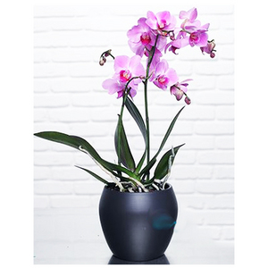 2 pink orchids in pots 送花到台灣,送花到大陸,全球送花,國際送花