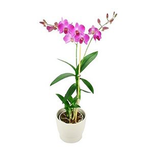 Pink Orchid 送花到台灣,送花到大陸,全球送花,國際送花