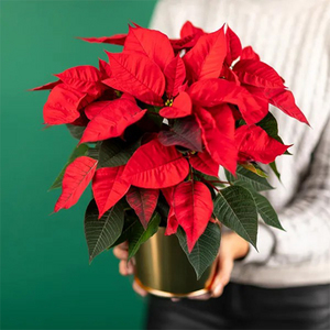 Red Star 送花到台灣,送花到大陸,全球送花,國際送花